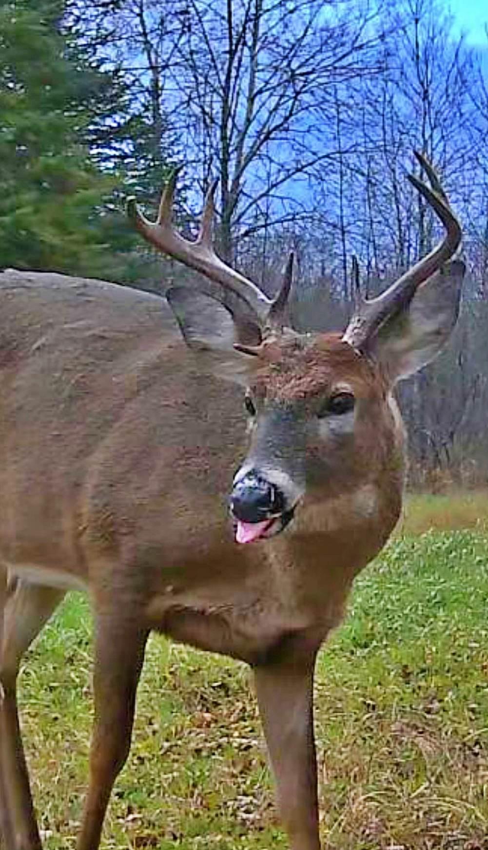 9298 Hingeley Road Meadowlands, MN 55765 - Photo 34 of 37