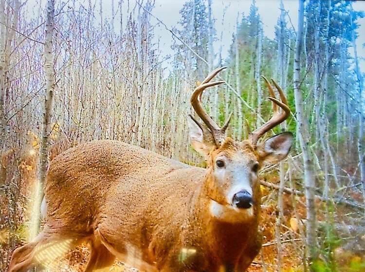 9298 Hingeley Road Meadowlands, MN 55765 - Photo 35 of 37