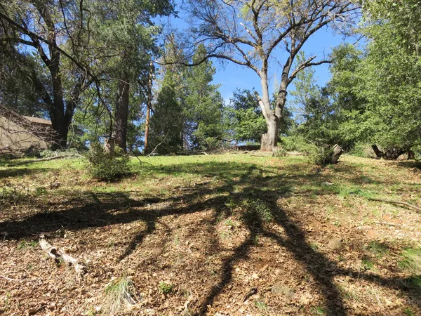 a view of a yard with a tree