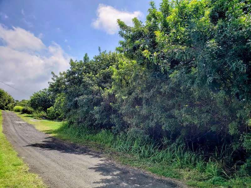 5 Kuamo'o Road Naalehu, HI 96772 - Photo 3 of 6 a view of a yard with plants and trees