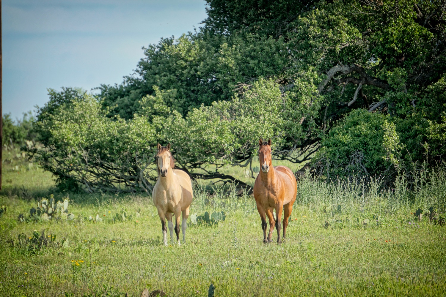 Lot 22 Legacy Ridge Burnet, TX 78611 - Photo 13 of 14