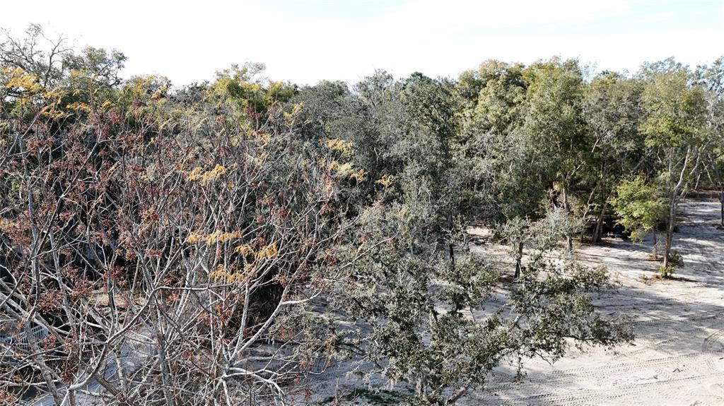 12510 Robinhood Road Hudson, FL 34669 - Photo 9 of 12 a view of a forest with a tree