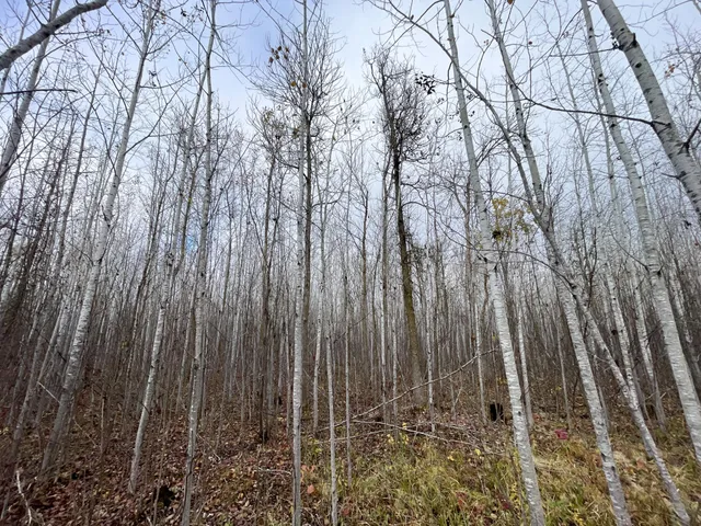 $109,000 | Tbd Upper Rice Lake Road, Shevlin, MN 56676