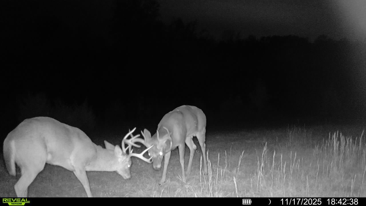 19485 Perry Road Pittsburg, IL 62974 - Photo 43 of 47