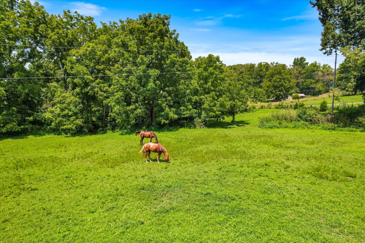 399 Jernigan Road Portland, TN 37148 - Photo 39 of 40 a view of garden with trees