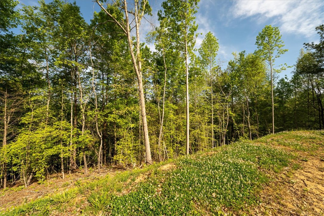 280 Dan Ross Road Six Mile, SC 29682 - Photo 12 of 24 This tranquil wooded lot offers a peaceful retreat for your future home.
