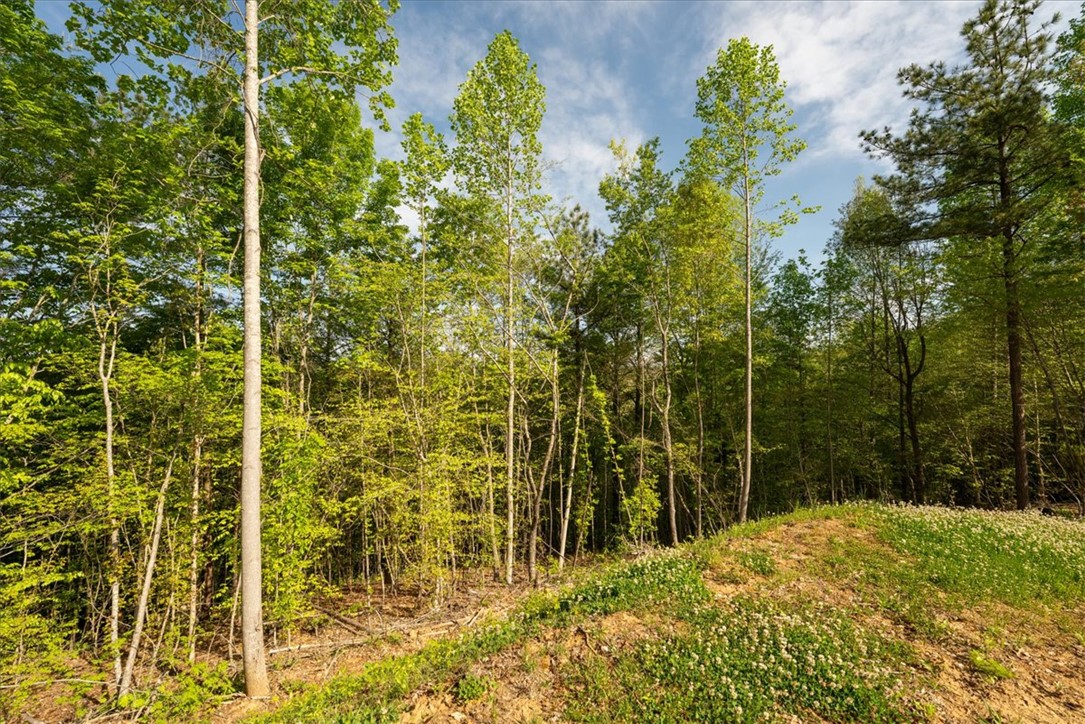 280 Dan Ross Road Six Mile, SC 29682 - Photo 13 of 24 This tranquil wooded lot offers a peaceful retreat with lush greenery and clear skies.