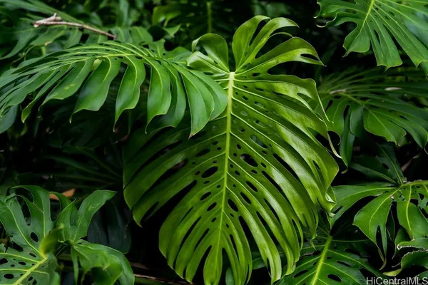 a view of banana tree