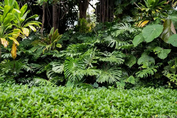 a plant with lots of flowers