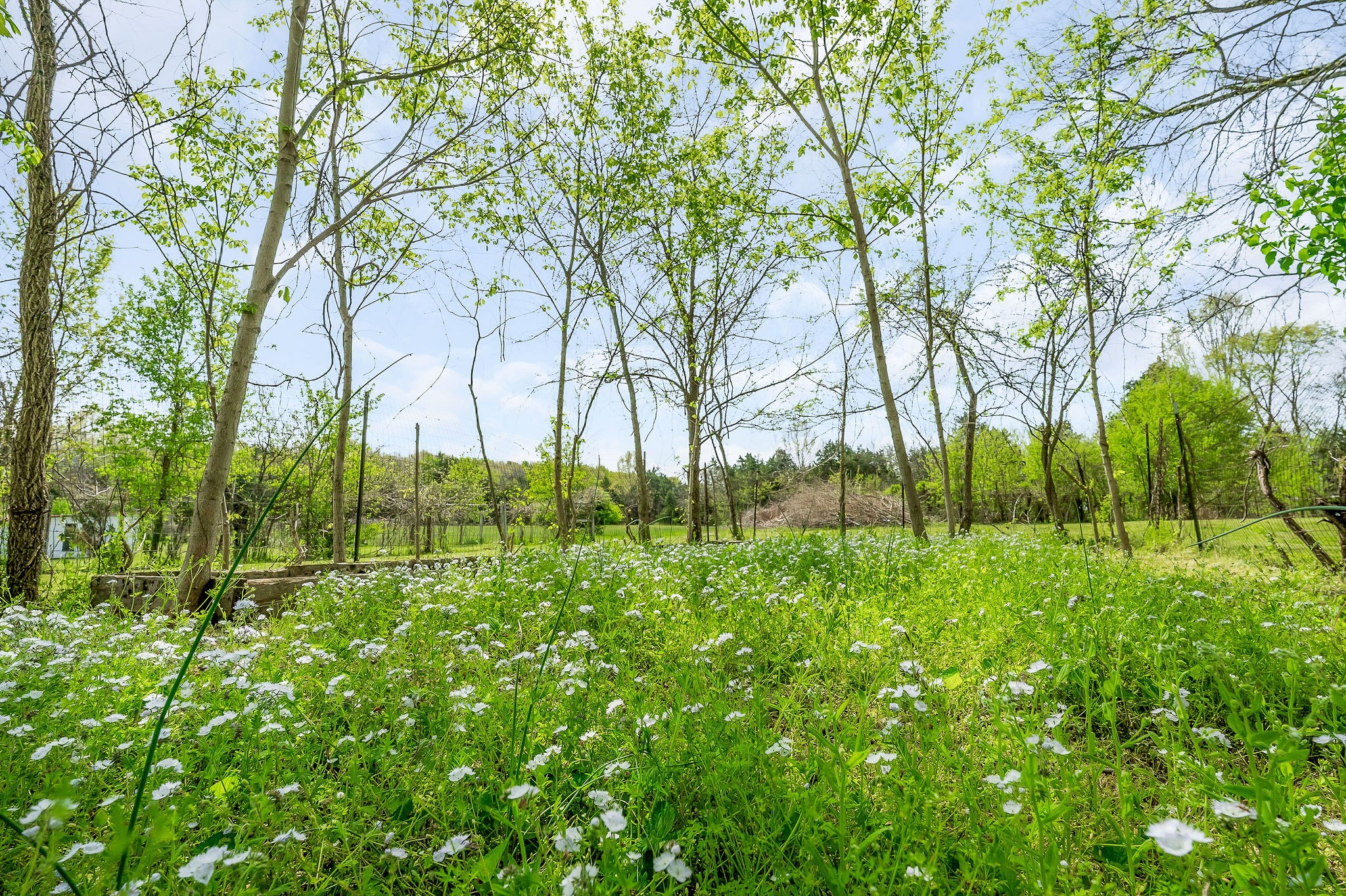 134 Opossum Hollow Road Watertown, TN 37184 - Photo 27 of 41 a view of backyard with green space