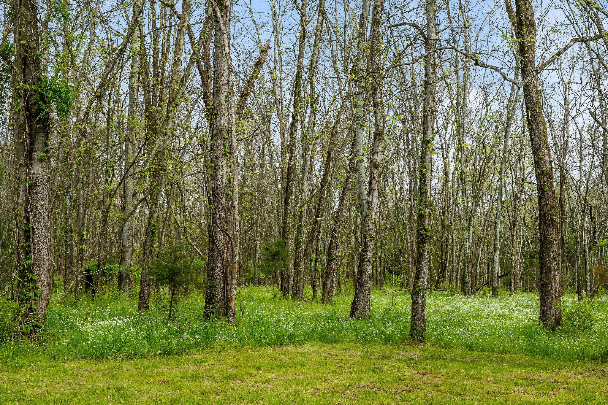 134 Opossum Hollow Road Watertown, TN 37184 - Photo 31 of 41 a view of backyard with green space