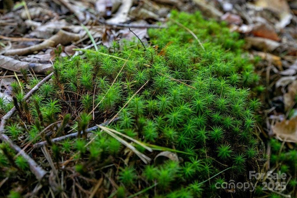 Tbd Rock Face Road, Unit L299 Brevard, NC 28712 - Photo 12 of 13