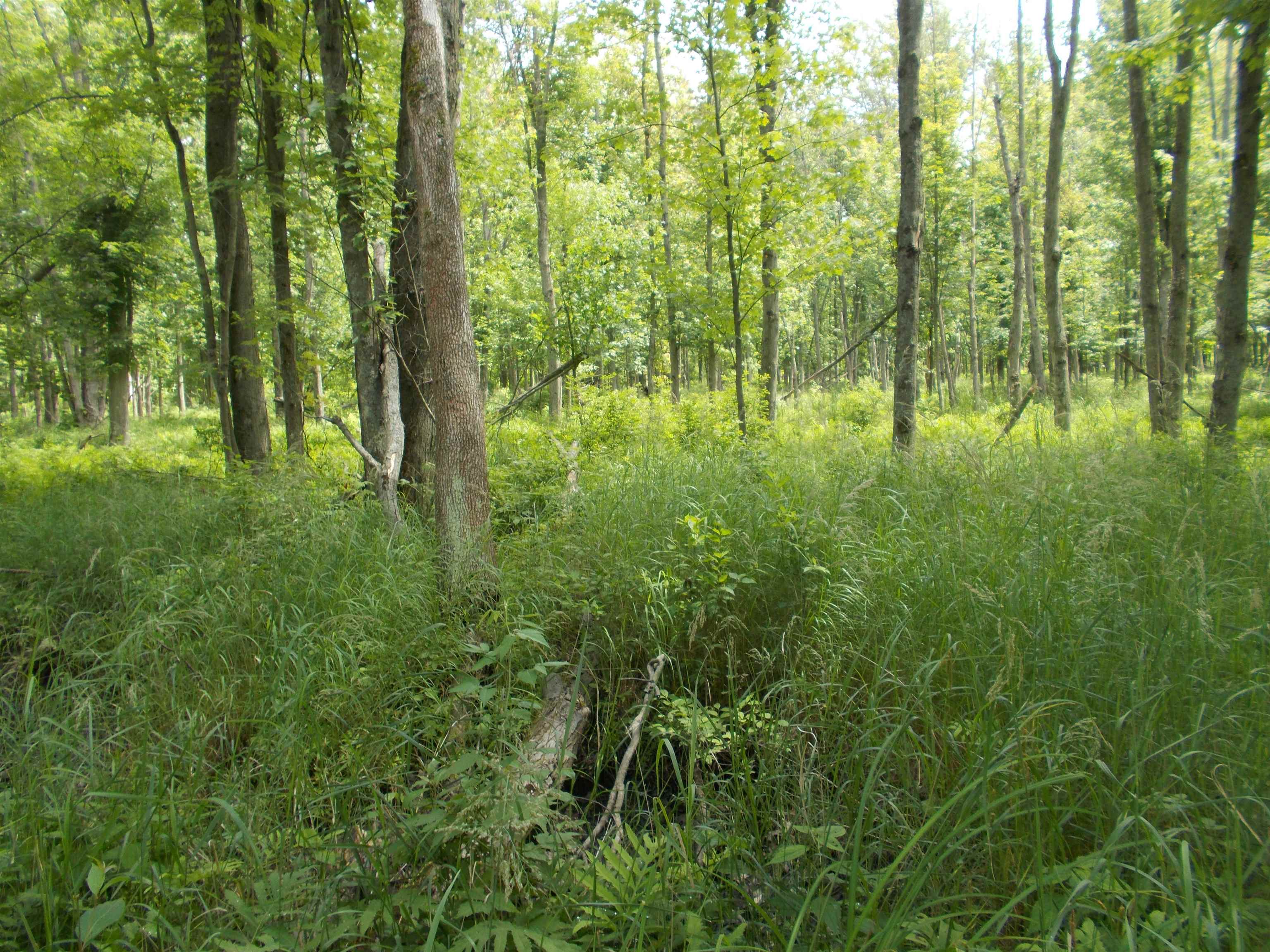 0 West Bessinger Road Omer, MI 48749 - Photo 6 of 16