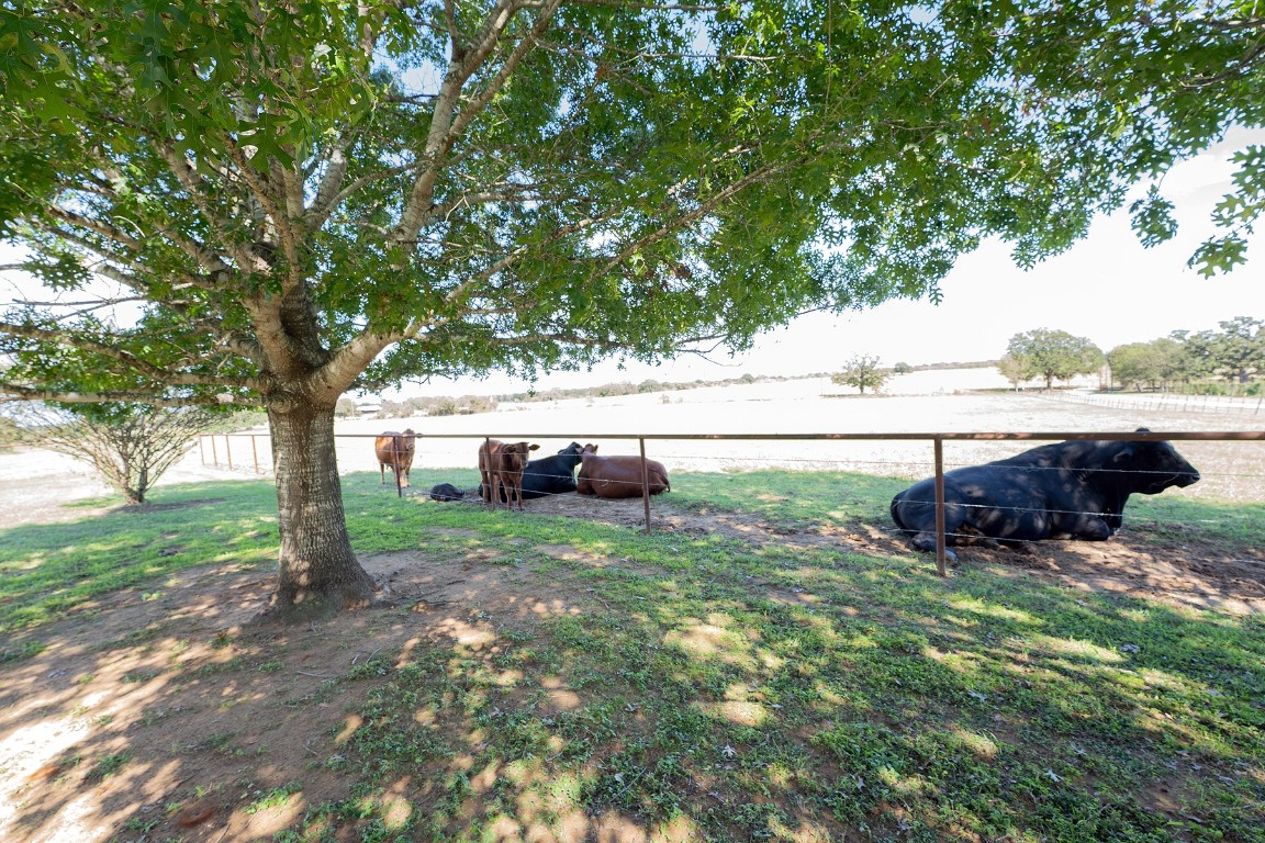 2542 Witter Road Lockhart, TX 78644 - Photo 8 of 40 a view of a large yard with large trees