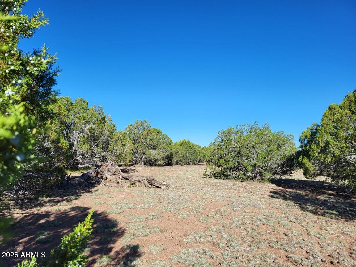 107 North A N Ranch Road, Unit 107A Williams, AZ 86046 - Photo 15 of 18 a view of a road with a trees in the background