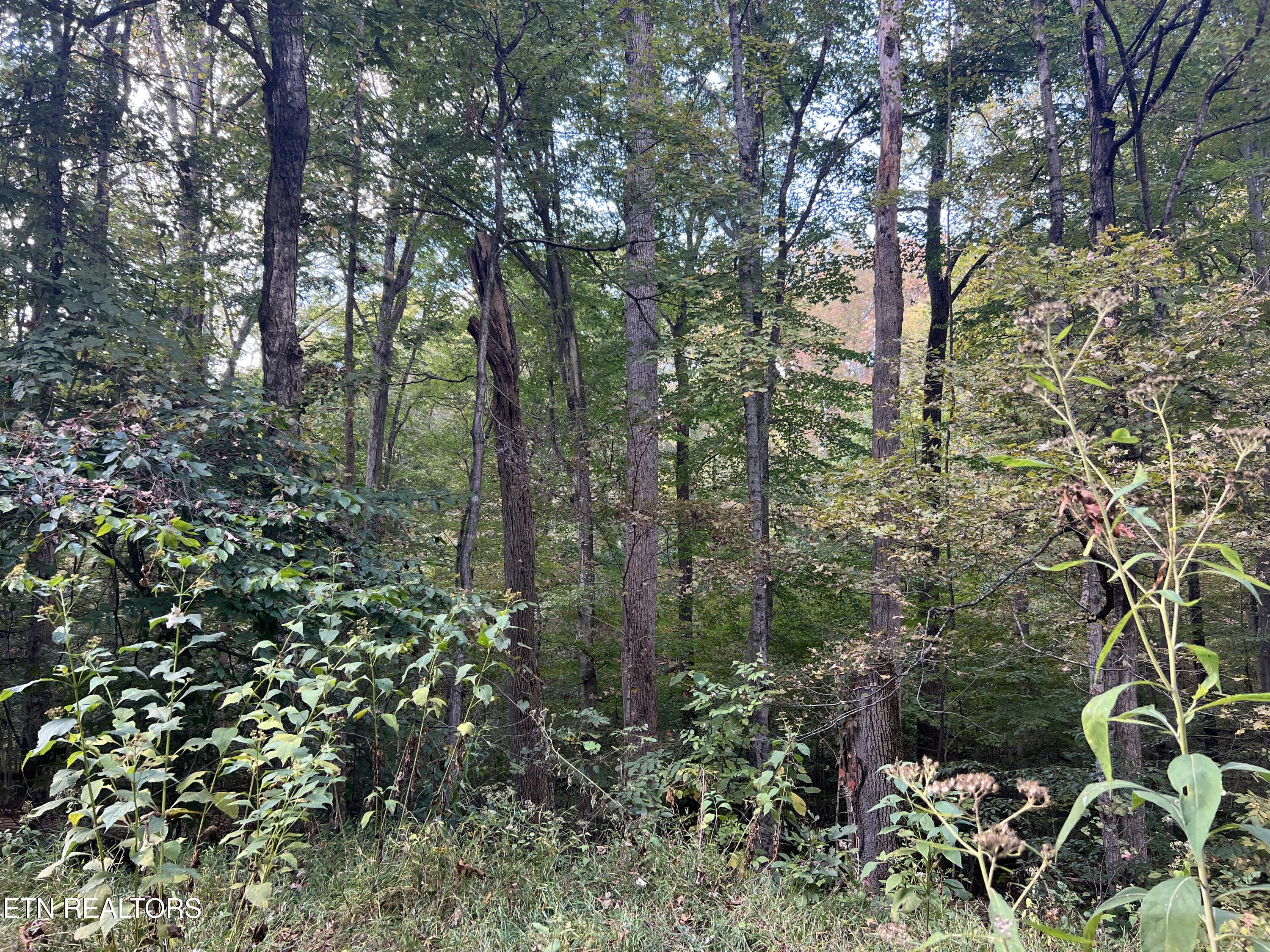 0 Brady Road Newport, TN 37821 - Photo 3 of 21 IMG_5600