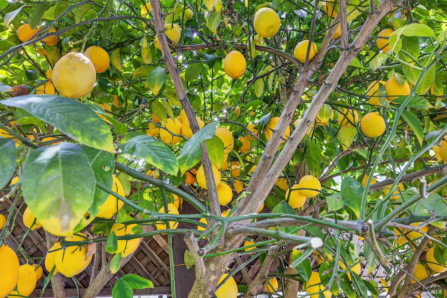 1832 Wright Street Santa Rosa, CA 95404 - Photo 25 of 25 a close up of a plant in a garden