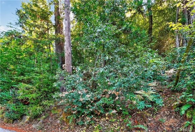 a view of a garden with plants
