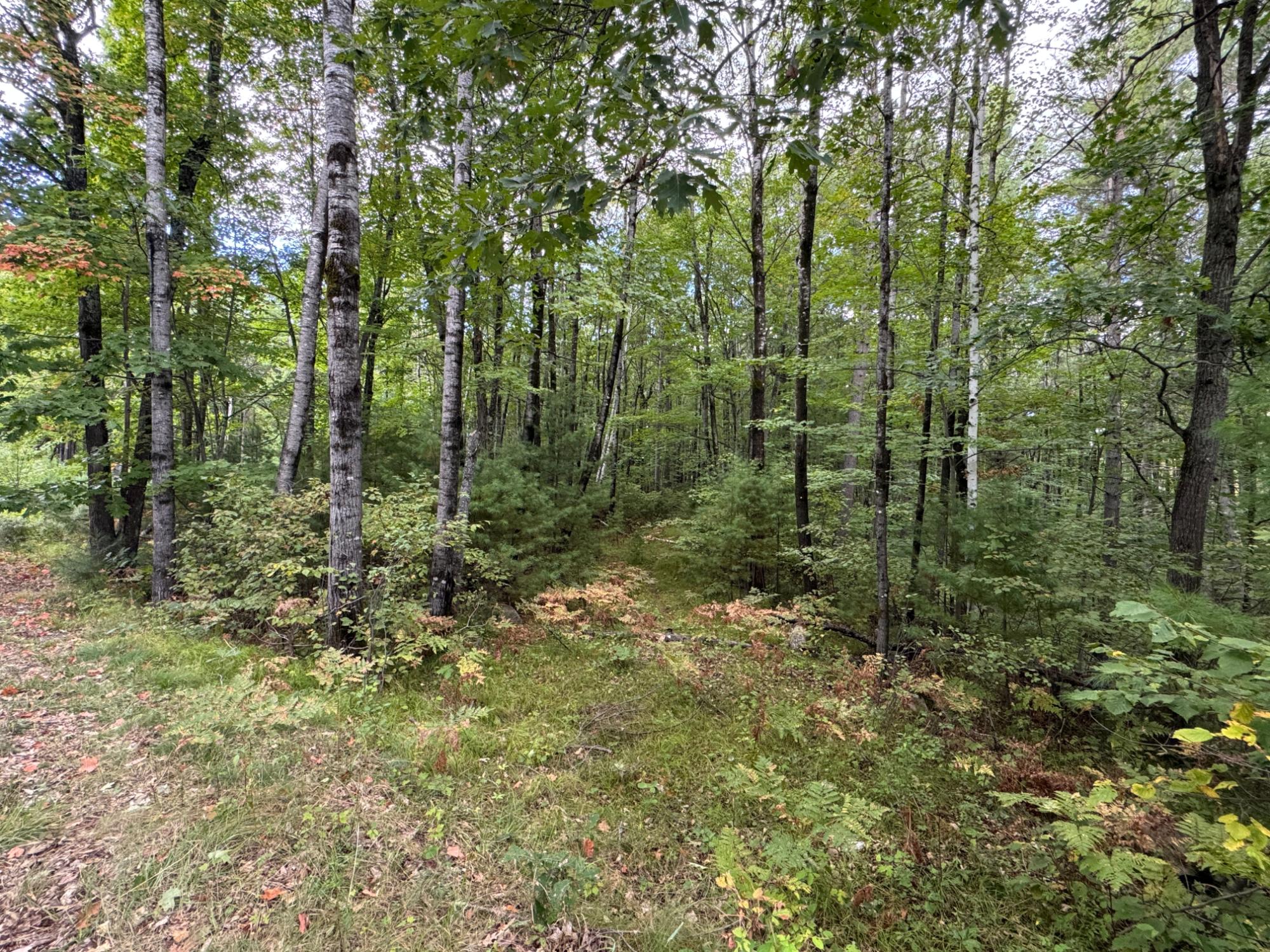 Lot #5 Sutton Road Minocqua, WI 54548 - Photo 7 of 15 Gallery Image 7