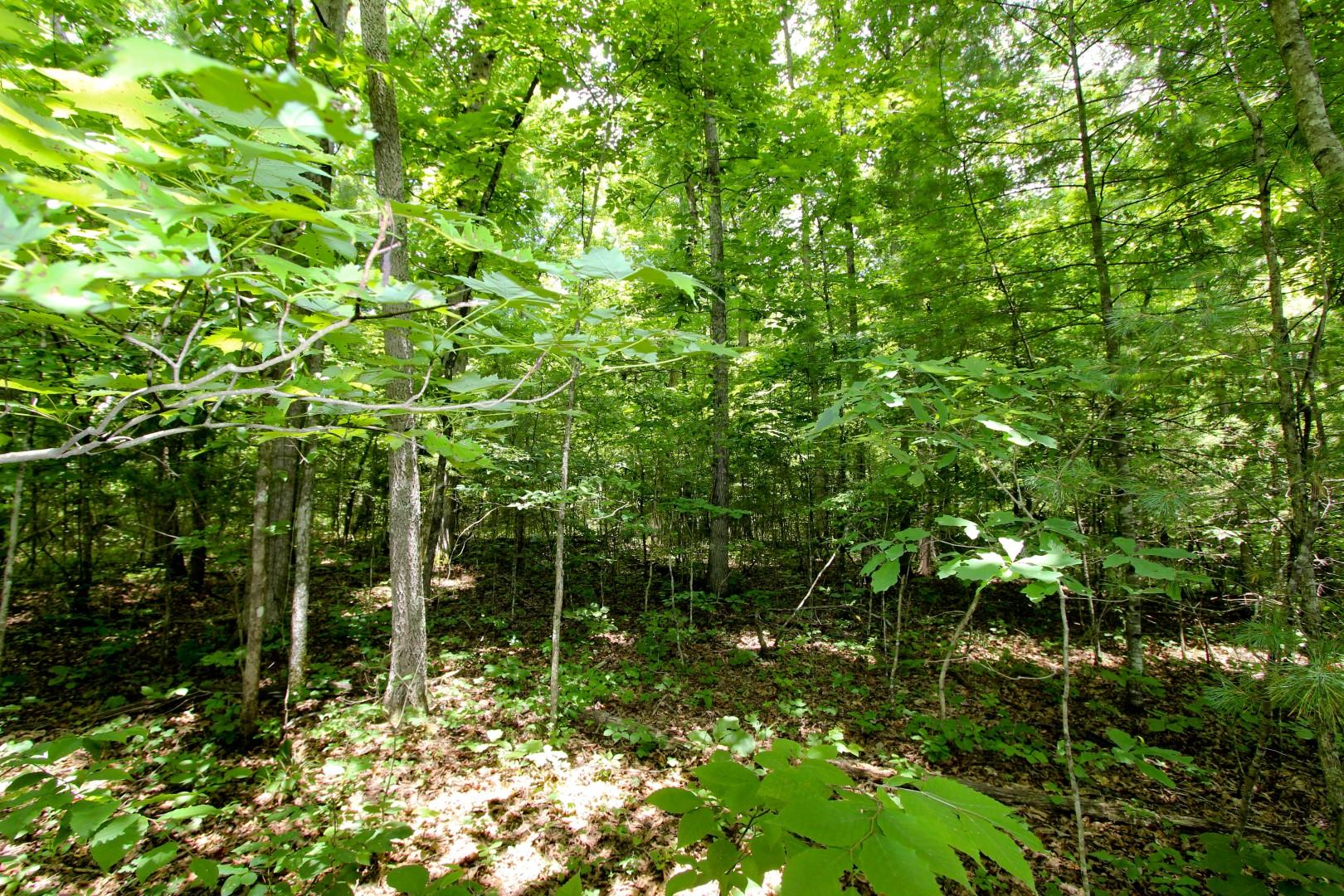 Lot 18 Sierra Road Newport, TN 37821 - Photo 3 of 20 IMG_0056