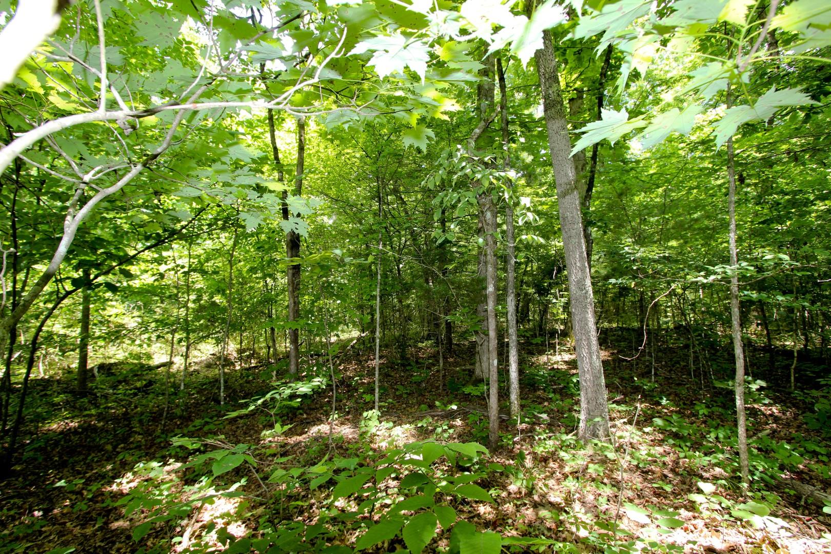 Lot 18 Sierra Road Newport, TN 37821 - Photo 6 of 20 IMG_0057