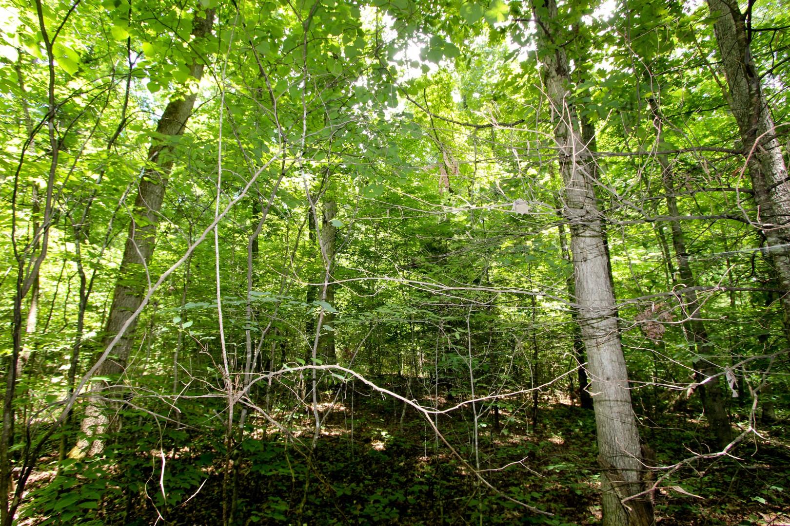 Lot 18 Sierra Road Newport, TN 37821 - Photo 8 of 20 IMG_0058