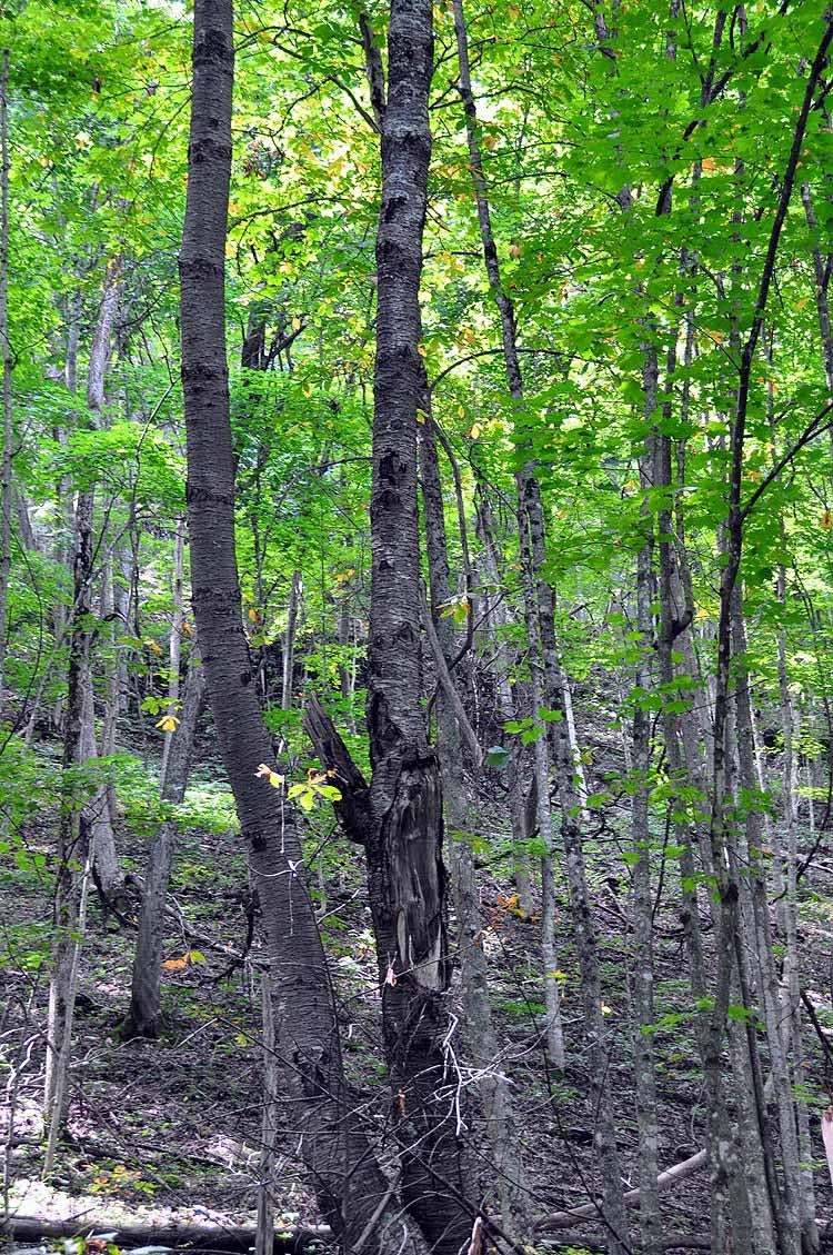 100 Ramp Road Sandstone, WV 25985 - Photo 40 of 55 Gallery Image 40