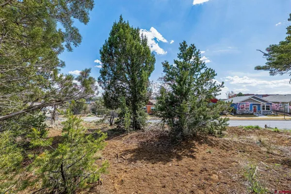 a view of a big yard with plants and large trees