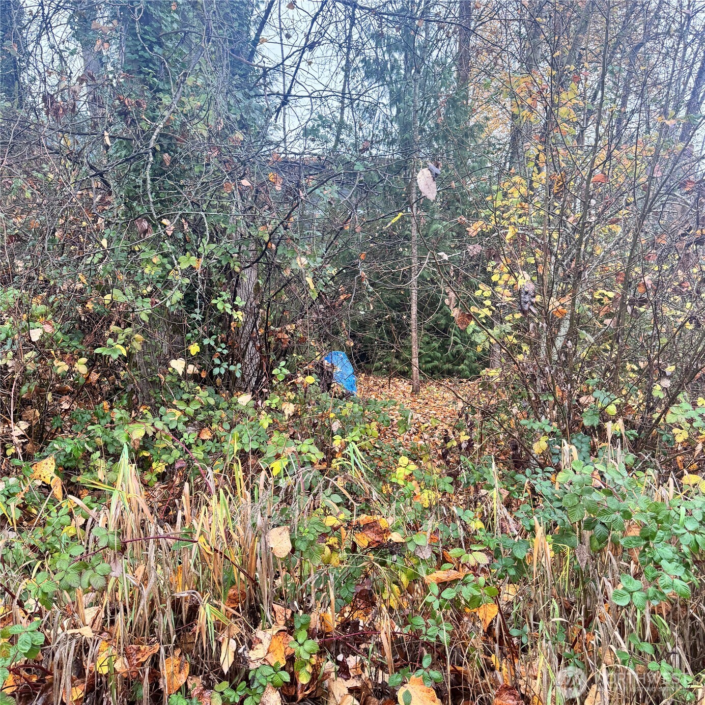 5901 South Fountain Street Seattle, WA 98178 - Photo 2 of 5 a view of forest