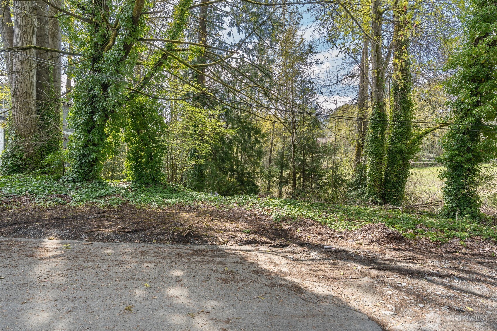 5901 South Fountain Street Seattle, WA 98178 - Photo 3 of 21 a view of a forest with trees
