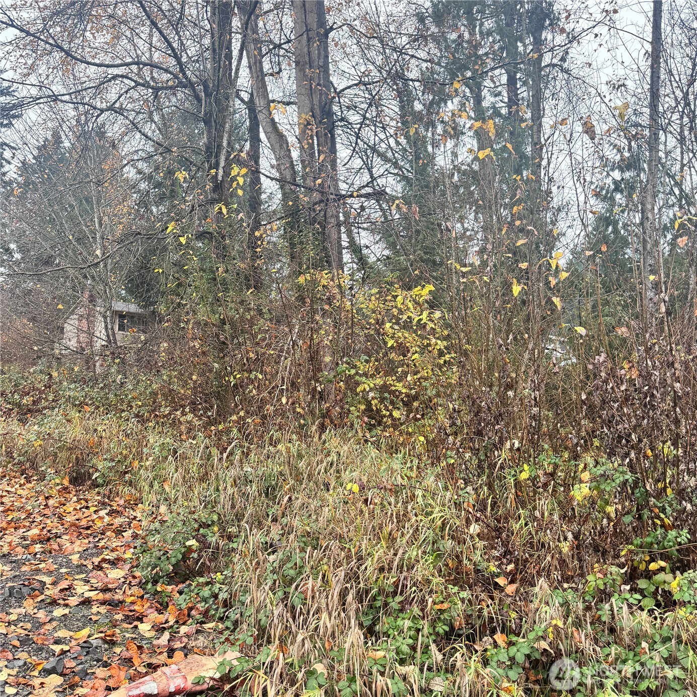 5901 South Fountain Street Seattle, WA 98178 - Photo 3 of 5 a close up of a tree