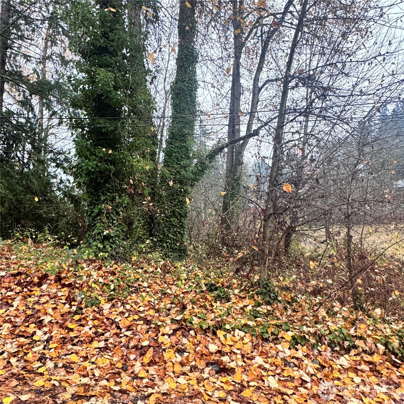 5901 South Fountain Street Seattle, WA 98178 - Photo 4 of 5 a view of a yard