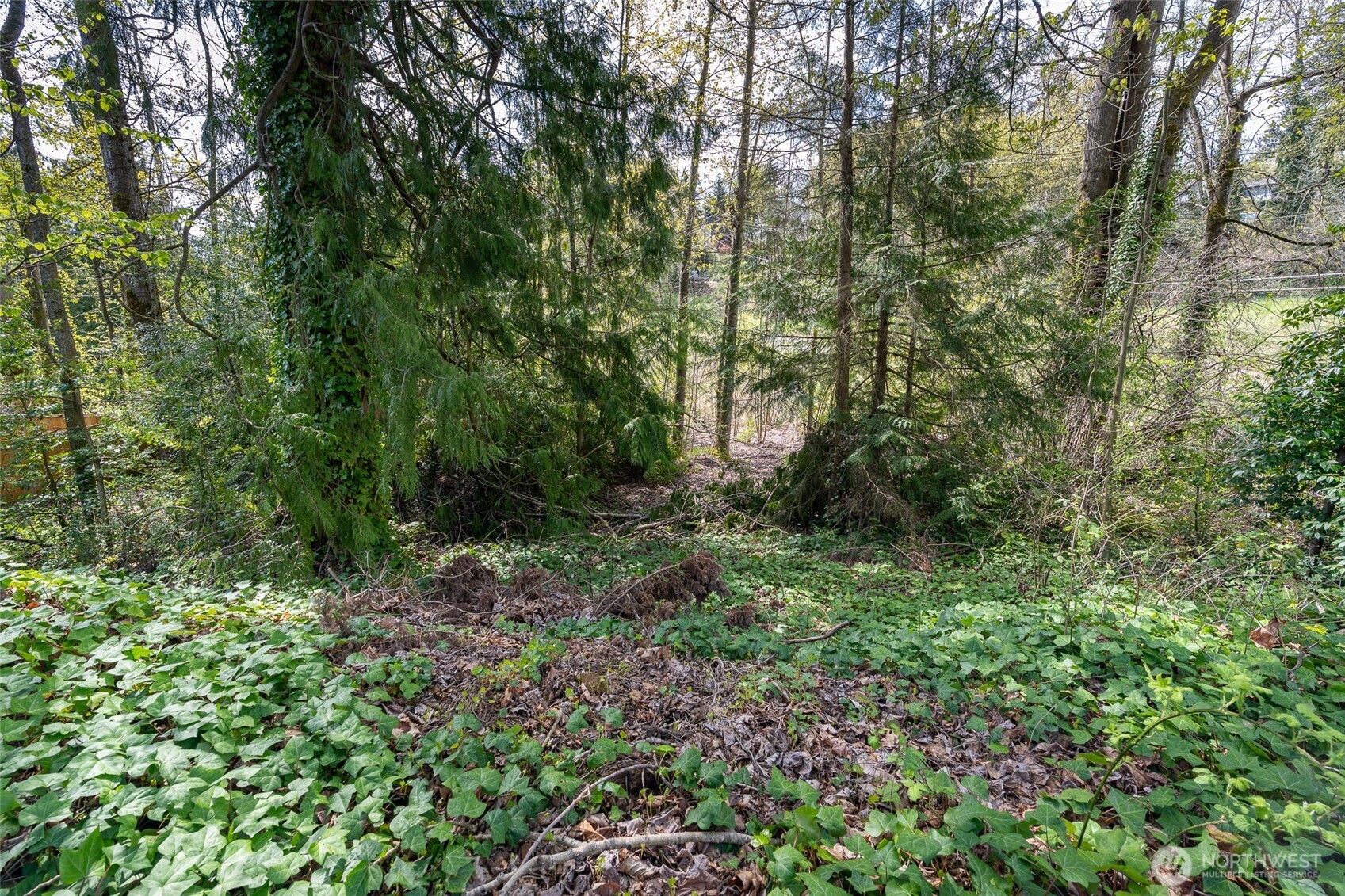 5901 South Fountain Street Seattle, WA 98178 - Photo 7 of 21 a view of a lush green forest