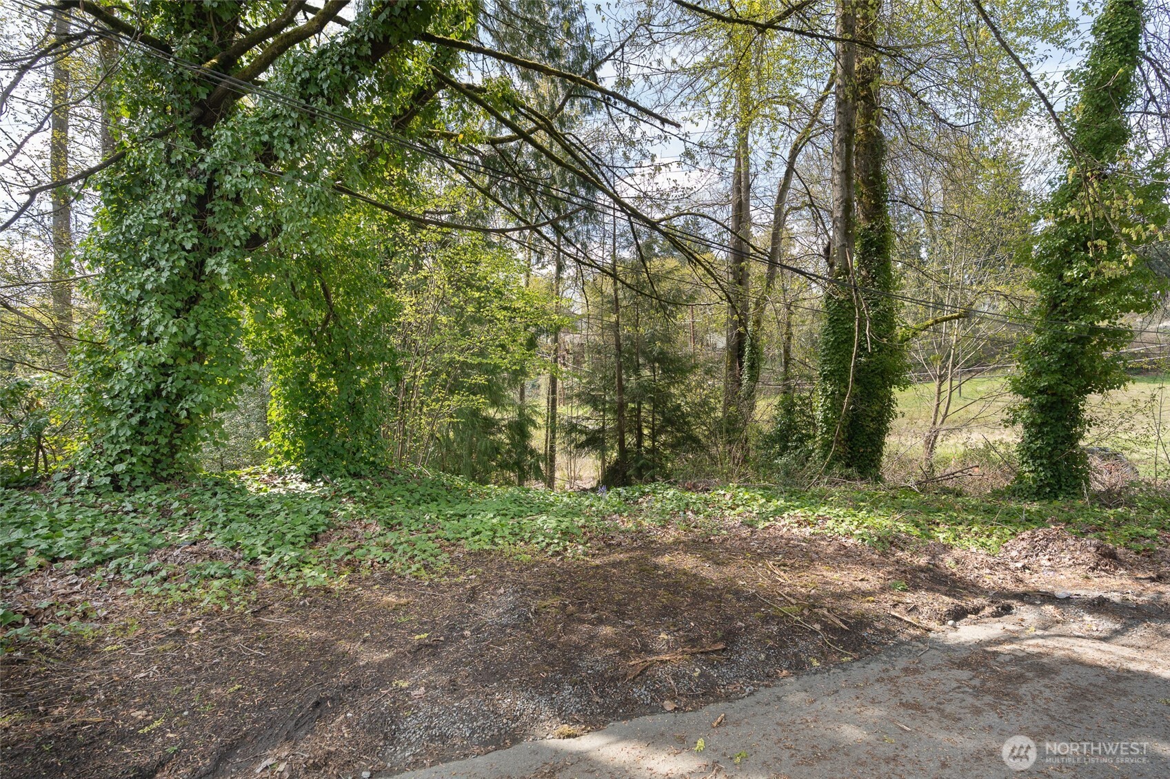 5901 South Fountain Street Seattle, WA 98178 - Photo 8 of 21 a view of a forest with trees in the background