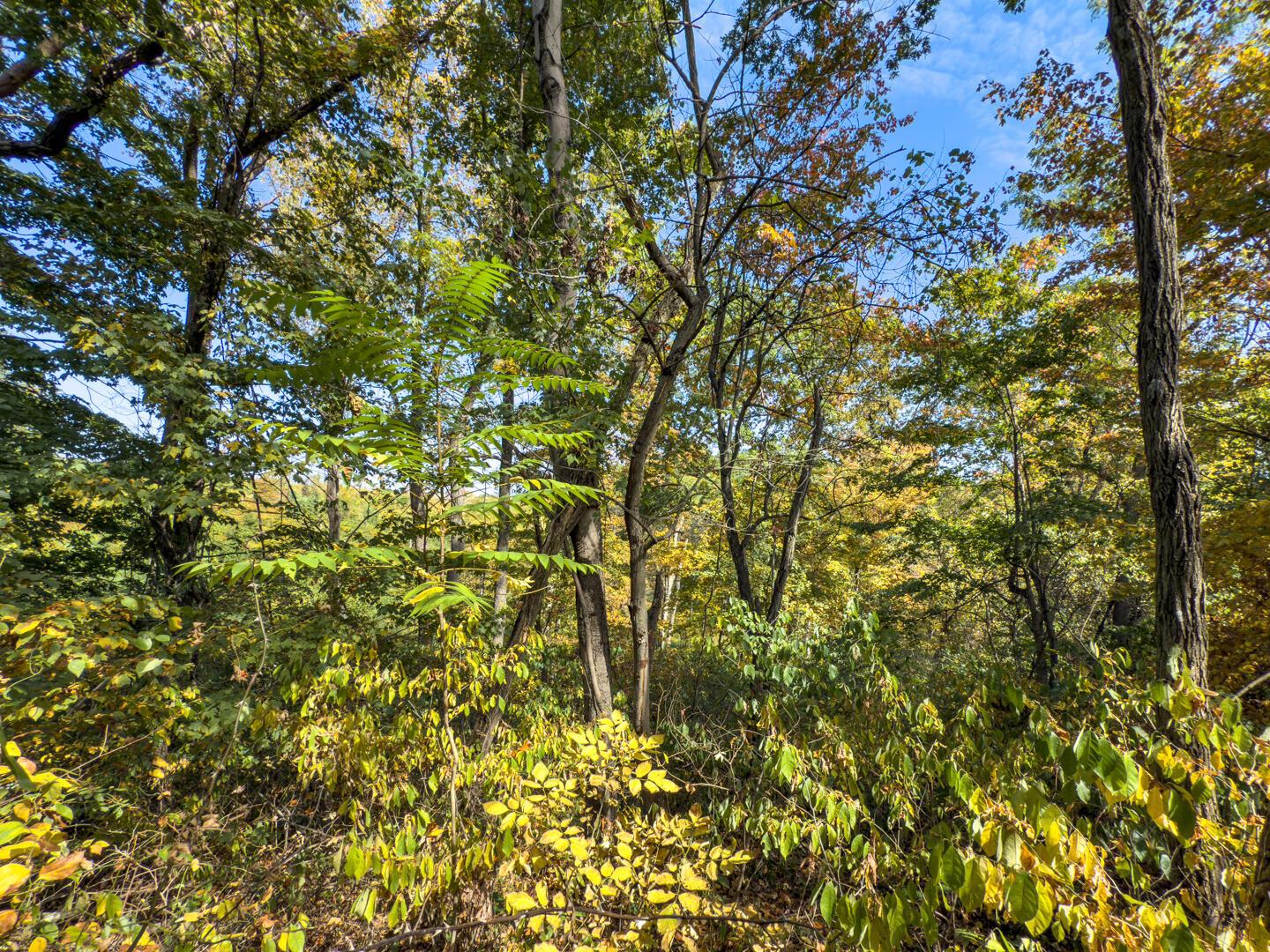 4 Perry Ridge Road Wilkesville, OH 45695 - Photo 9 of 12 Perry Ridge Rd; 2.5 ac-3372