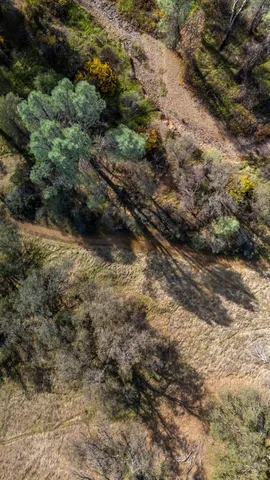 a view of a forest with trees