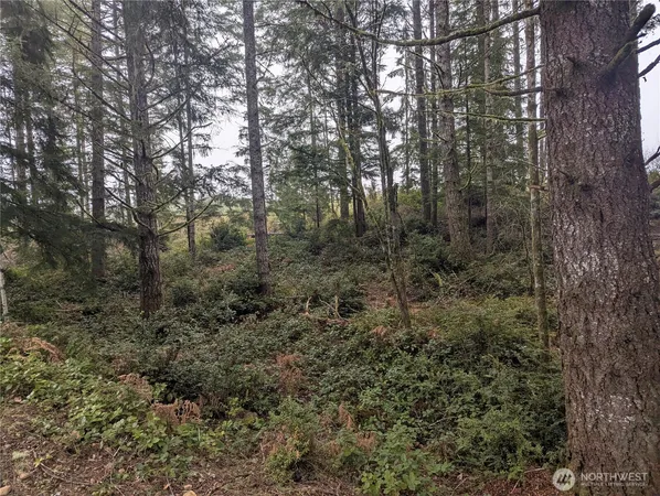 a view of a forest with trees in the background