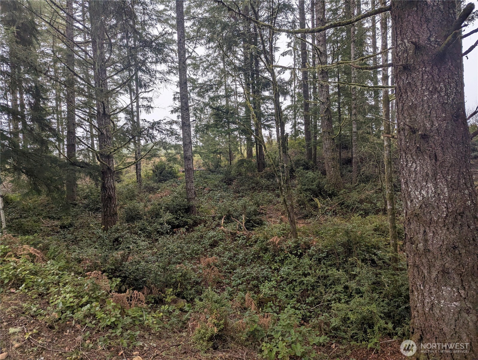 161 East Hemlock Lane Union, WA 98592 - Photo 2 of 3 a view of a forest with trees in the background