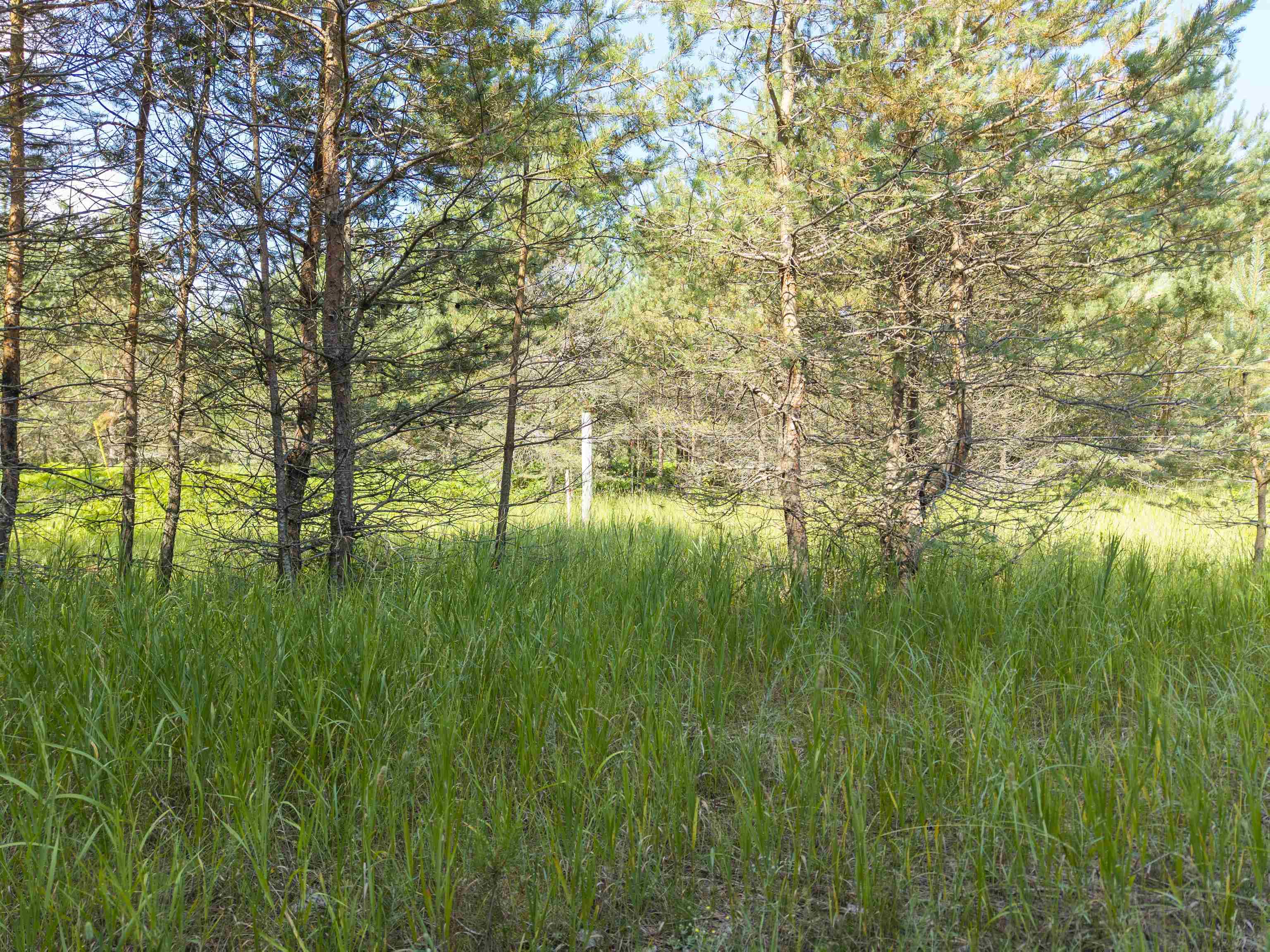 4658 Tucker Road Elmira, MI 49730 - Photo 6 of 6