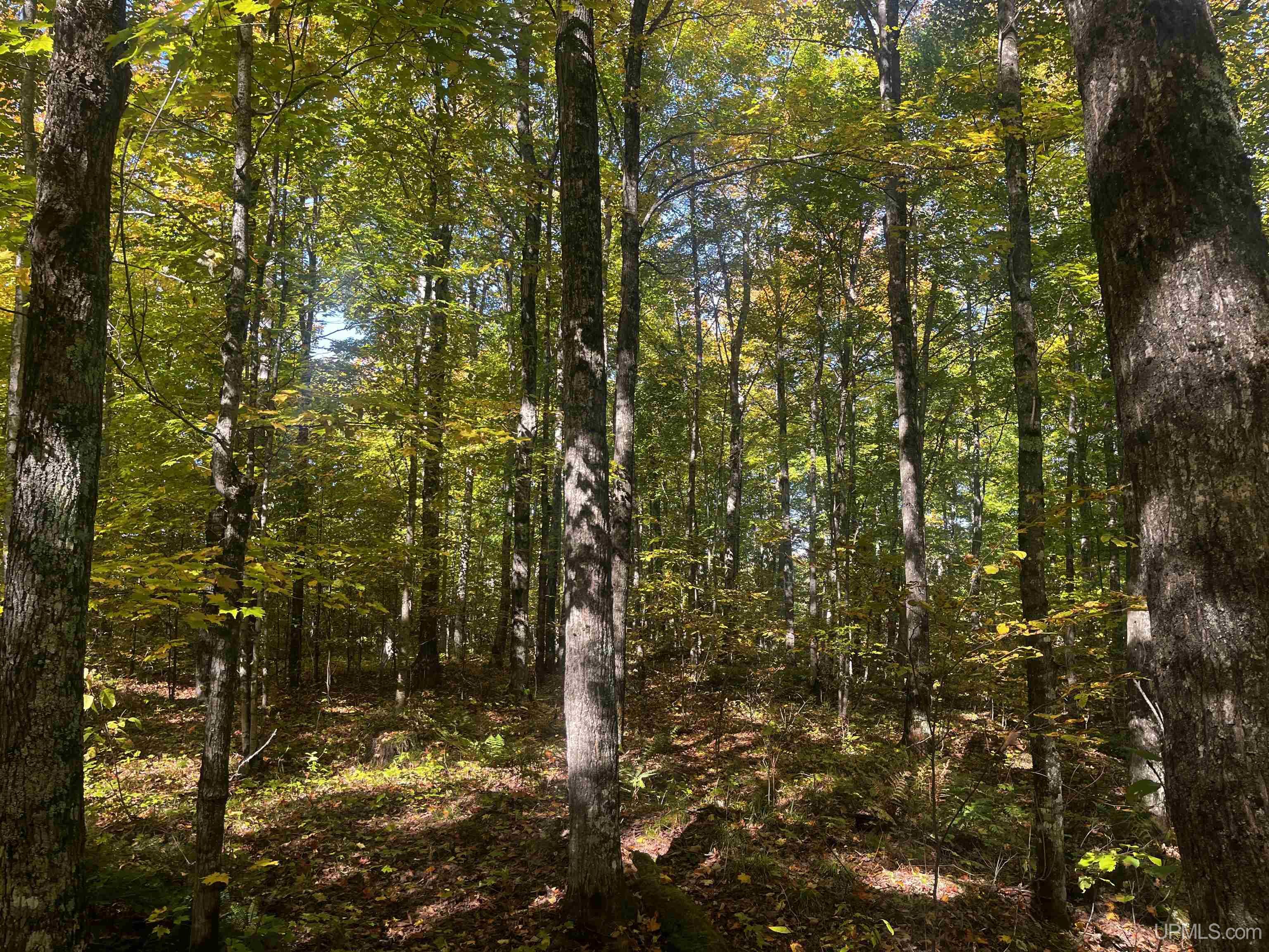 4104 Storm Road Chatham, MI 49816 - Photo 29 of 45
