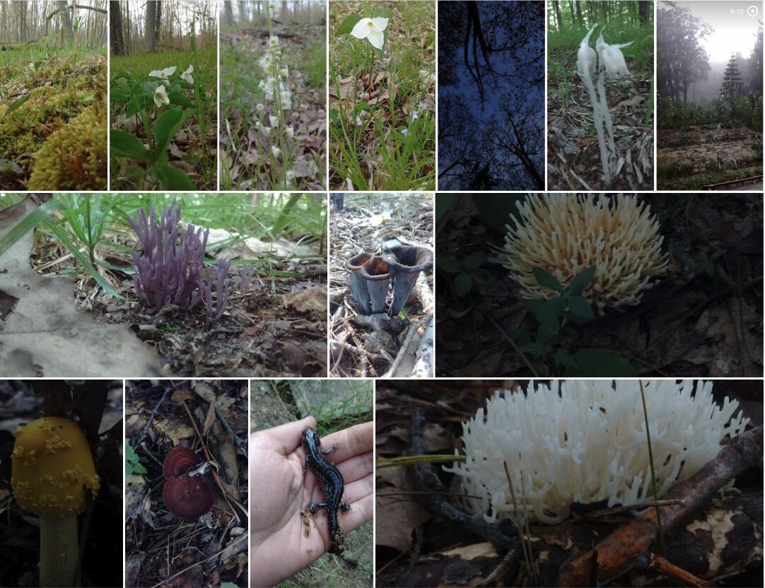 1147 Stakes Road Gowen, MI 49326 - Photo 105 of 105 Screenshot 2023-07-20 at 1.21.20 PM