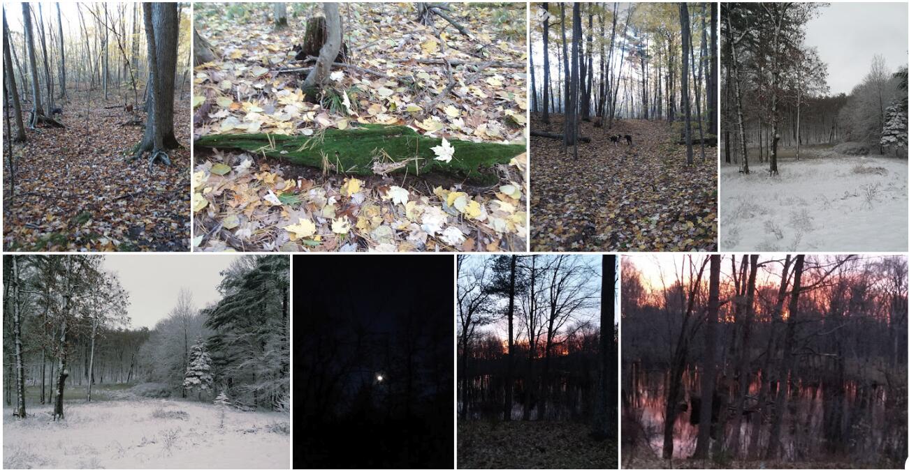 1147 Stakes Road Gowen, MI 49326 - Photo 96 of 105 Screenshot 2023-07-20 at 1.19.06 PM