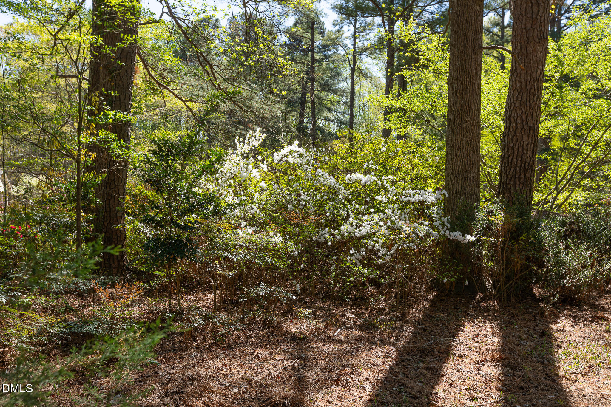 6119 Splitrock Trail Apex, NC 27539 - Photo 46 of 58 a view of a yard with plants and tree