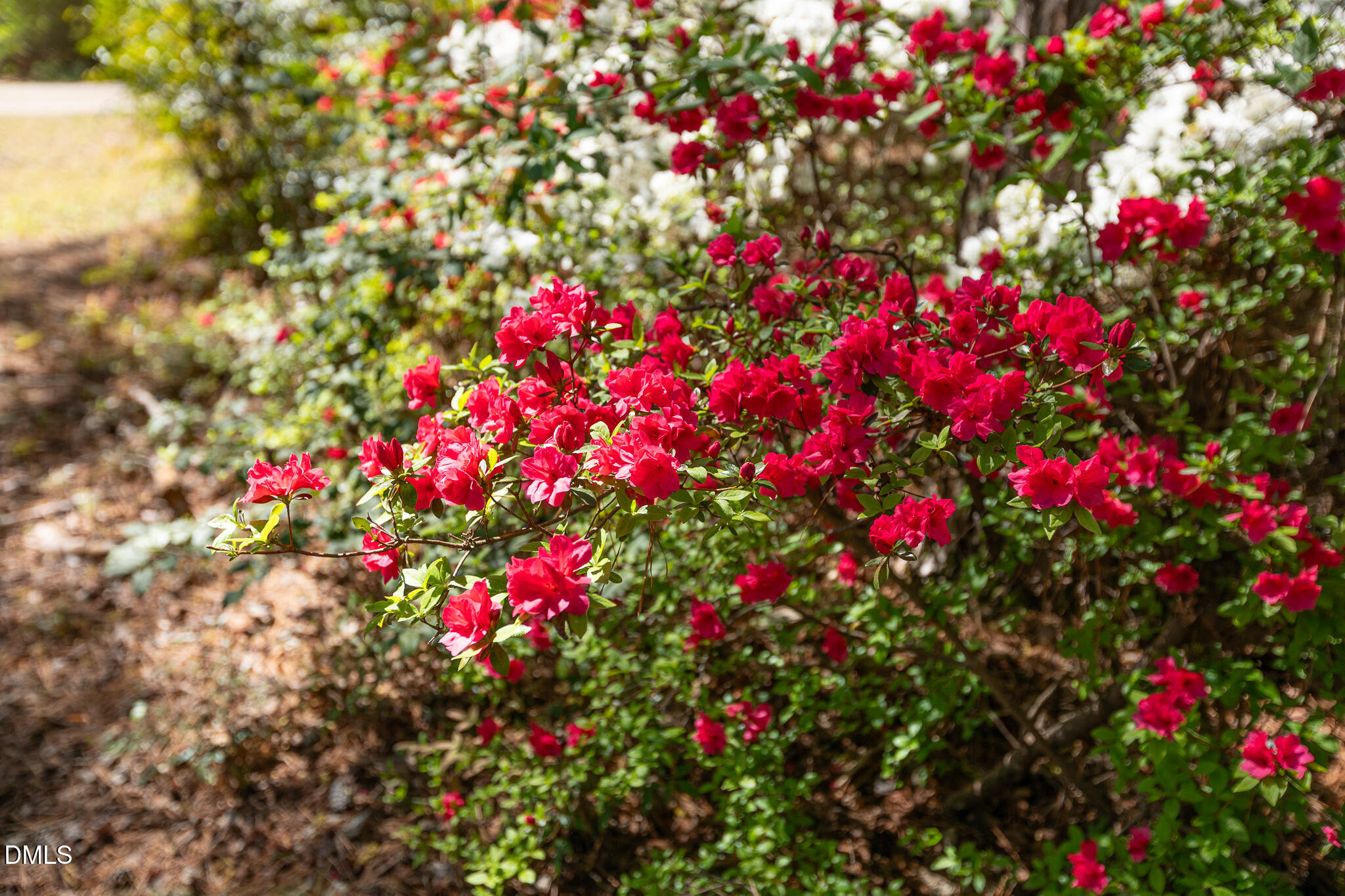 6119 Splitrock Trail Apex, NC 27539 - Photo 6 of 58 a flower view