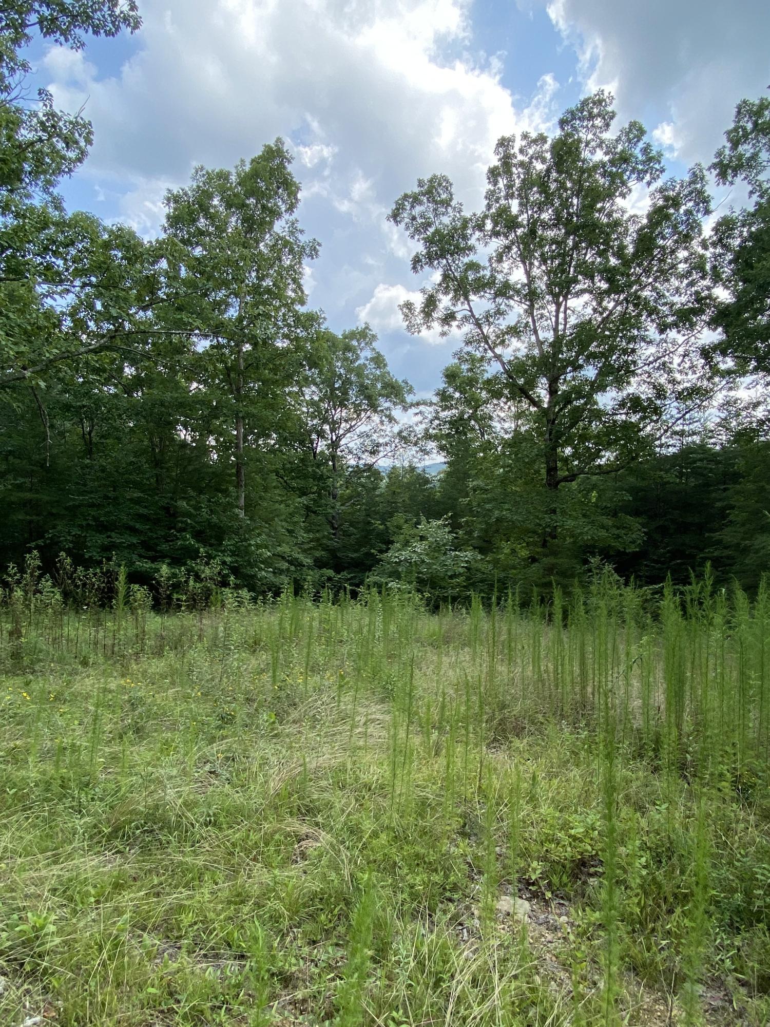 160 Ed Bowling Road, Unit 2 Pikeville, TN 37367 - Photo 2 of 28 Image00017