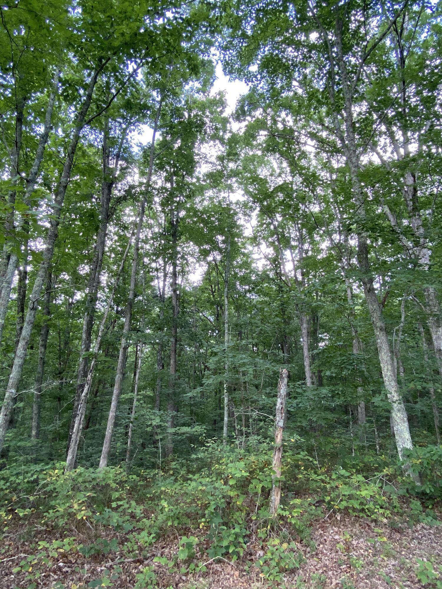 160 Ed Bowling Road, Unit 2 Pikeville, TN 37367 - Photo 4 of 28 Image00019