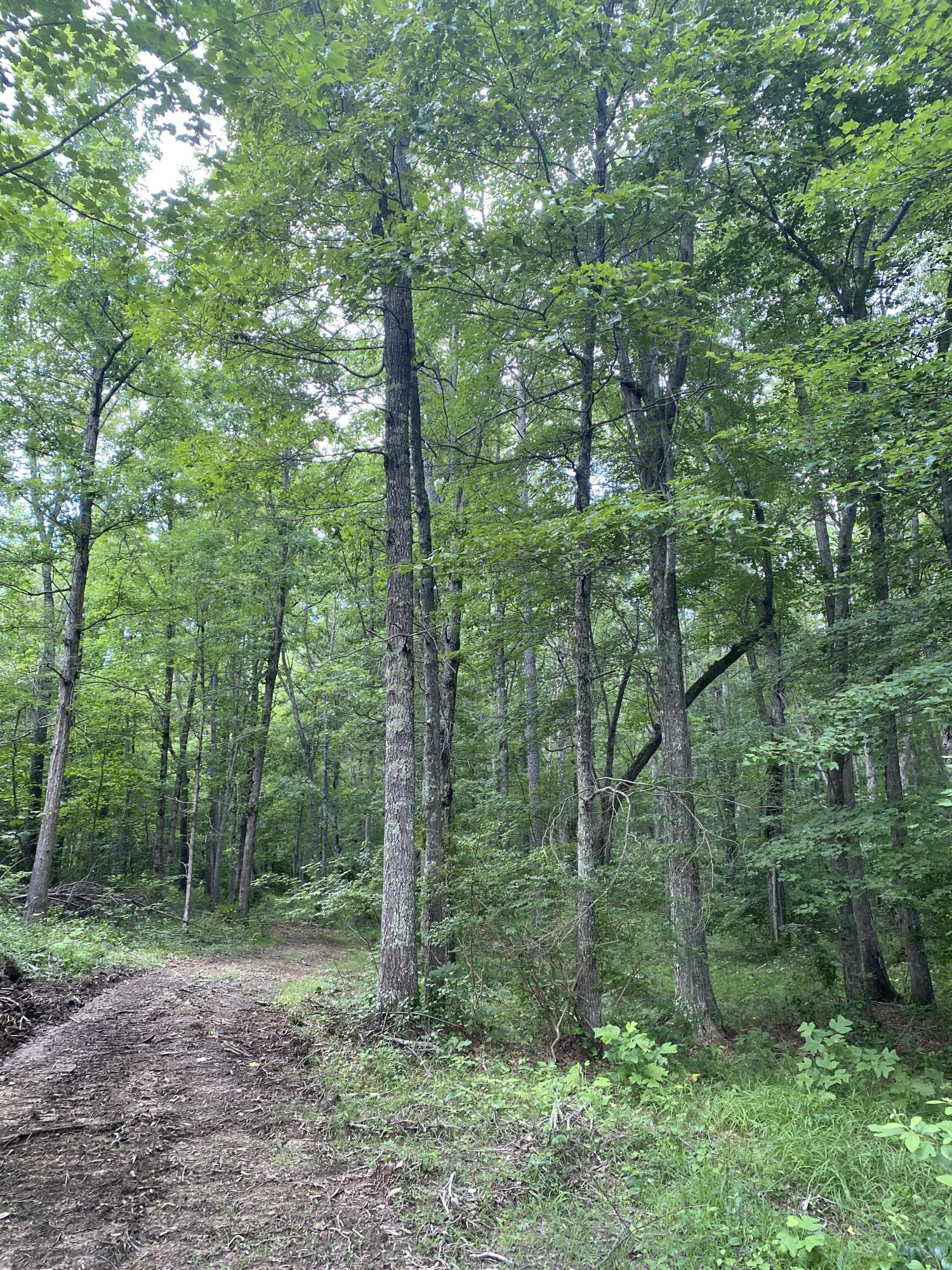160 Ed Bowling Road, Unit 2 Pikeville, TN 37367 - Photo 8 of 28 Image00023