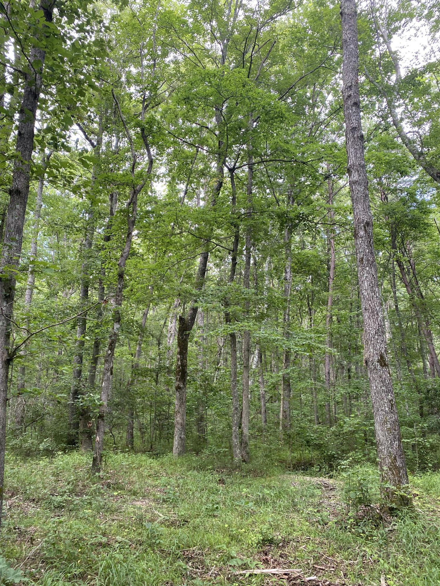 160 Ed Bowling Road, Unit 2 Pikeville, TN 37367 - Photo 10 of 28 Image00025