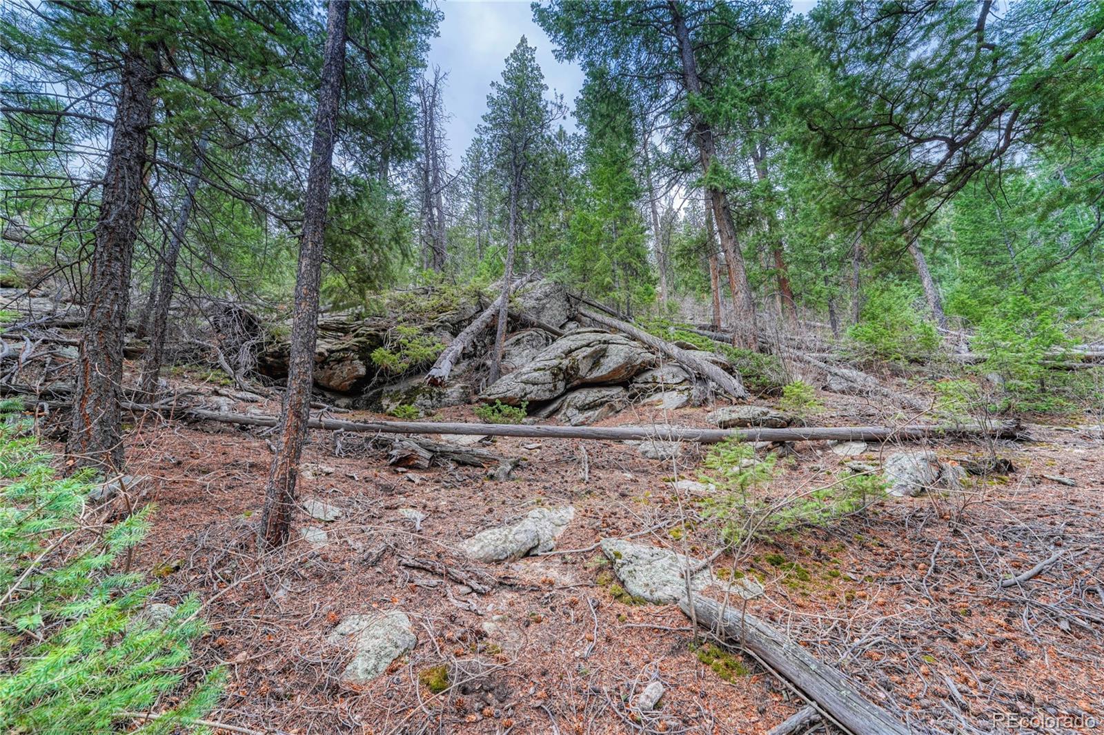 33864 Bergen View Trail Evergreen, CO 80439 - Photo 12 of 17 a view of a forest with trees