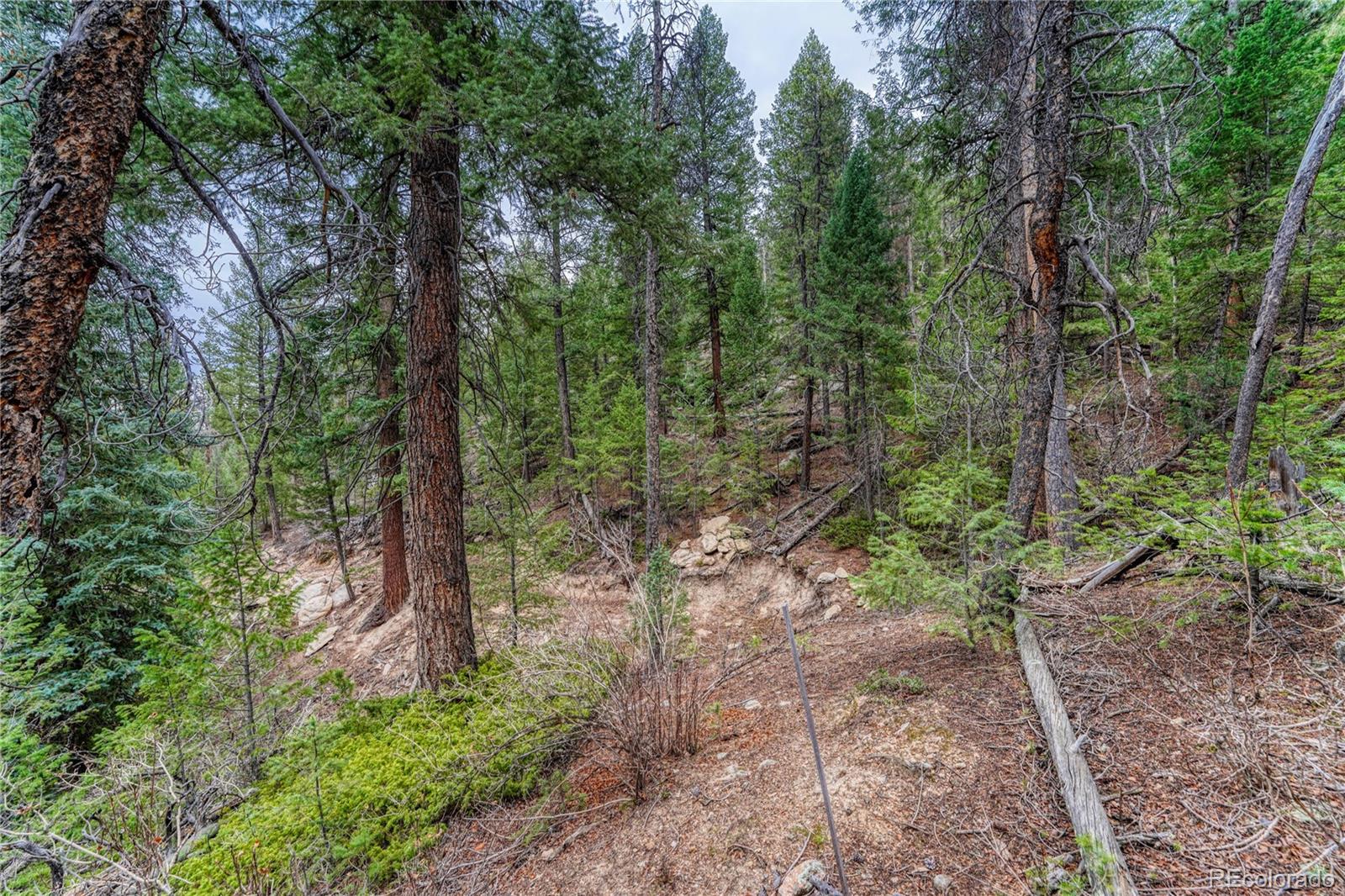 33864 Bergen View Trail Evergreen, CO 80439 - Photo 13 of 17 a view of a forest with trees